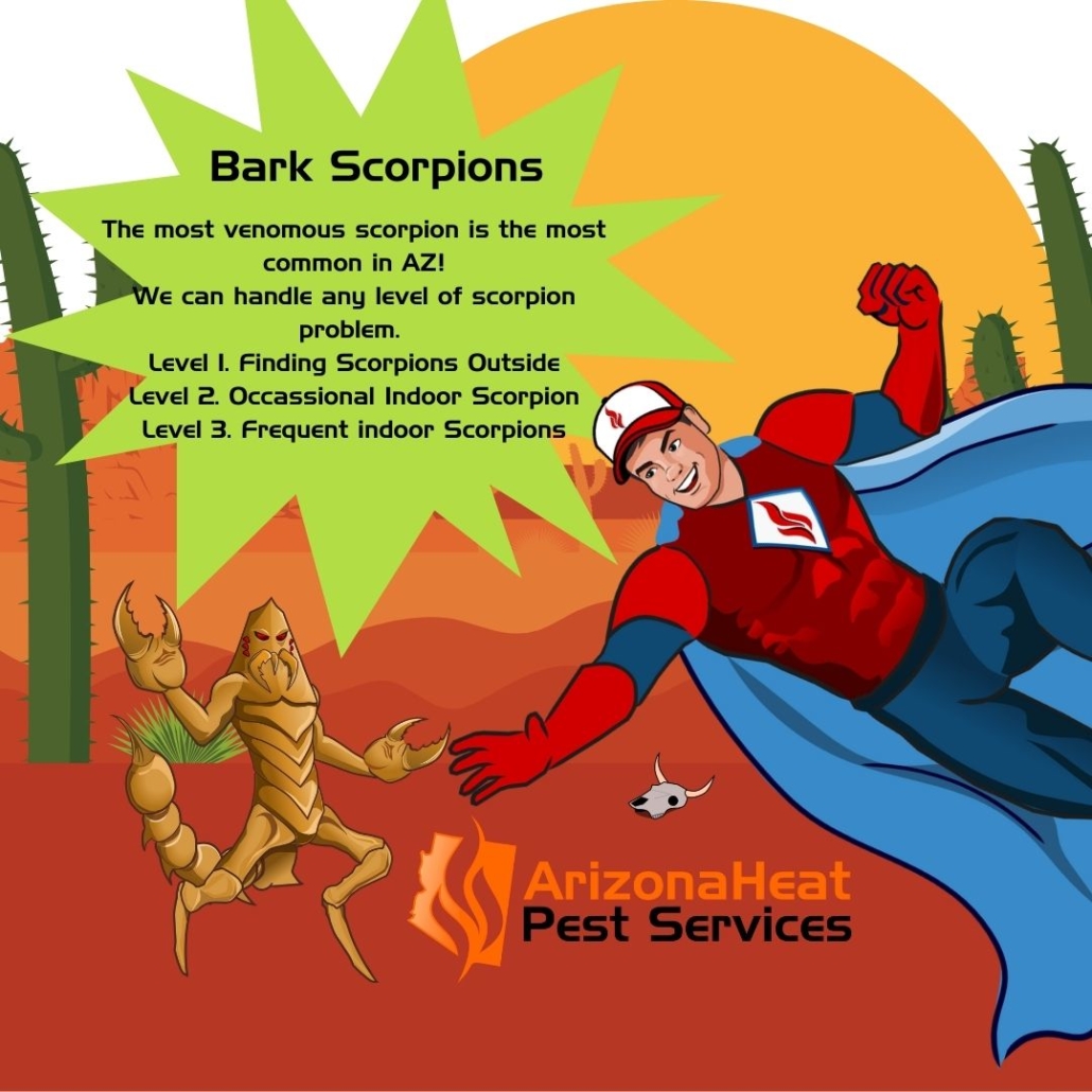 Bark Scorpion Exterminator Phoenix Mesa Scottsdale Norterra Anthem AZ