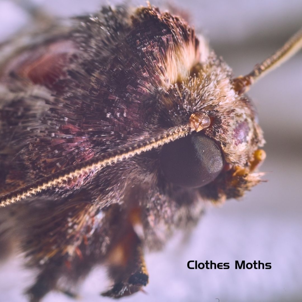 Clothes Moths