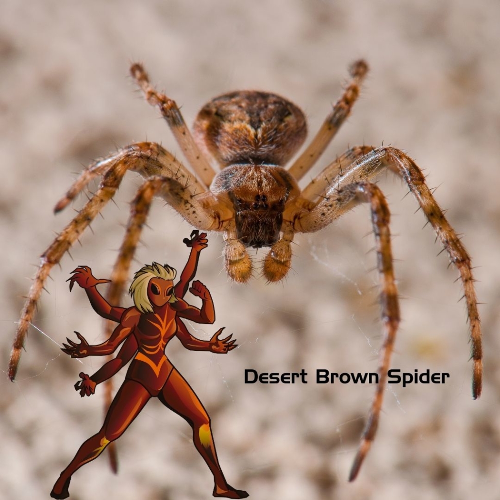 Desert Brown Spider