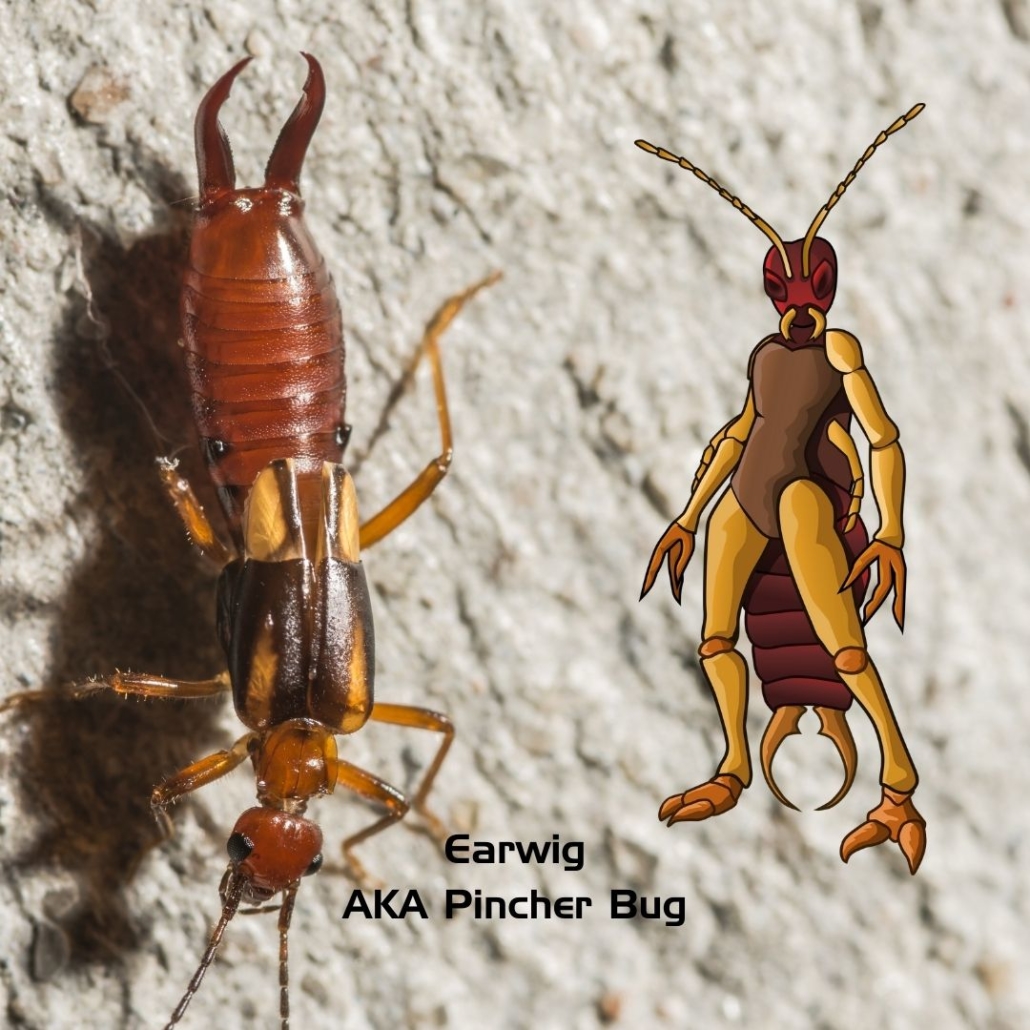 Earwig or Pincher Bug