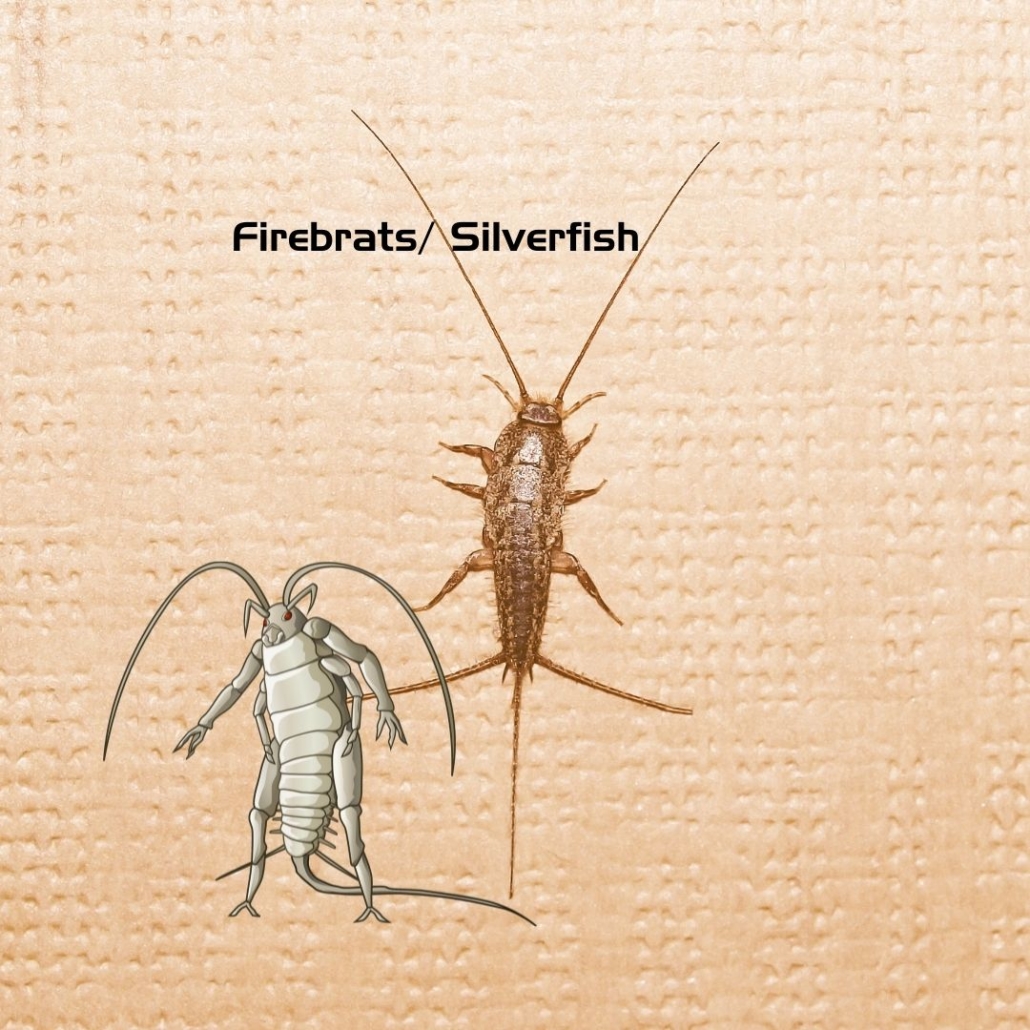 Firebrats and Silverfish