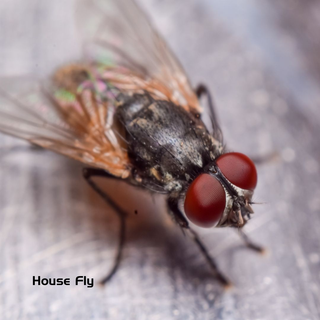 House Flies | Heat Pest Services Bed Bug Treatment | Pest Control Heroes