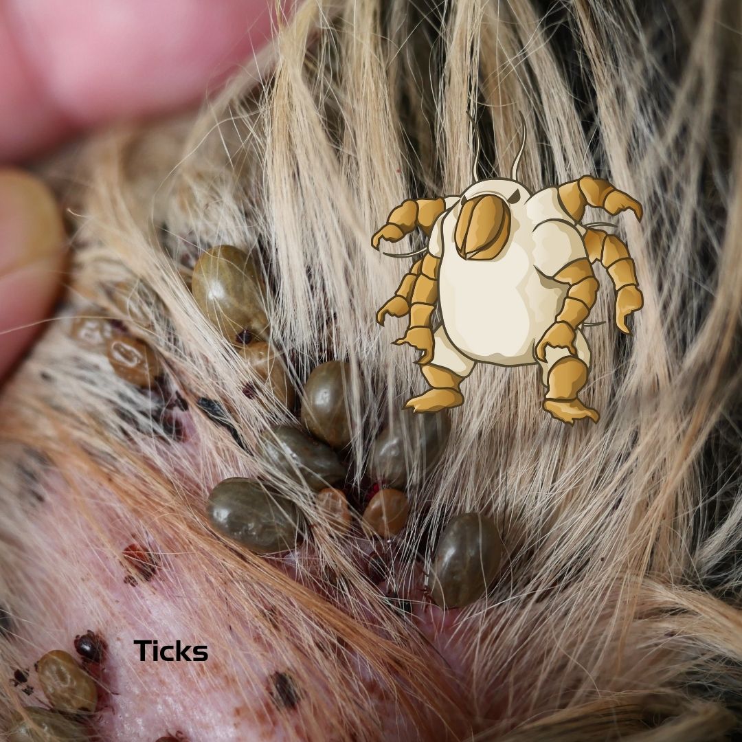 Indoor Ticks Heat Pest Services Bed Bug Treatment Pest Control Heroes