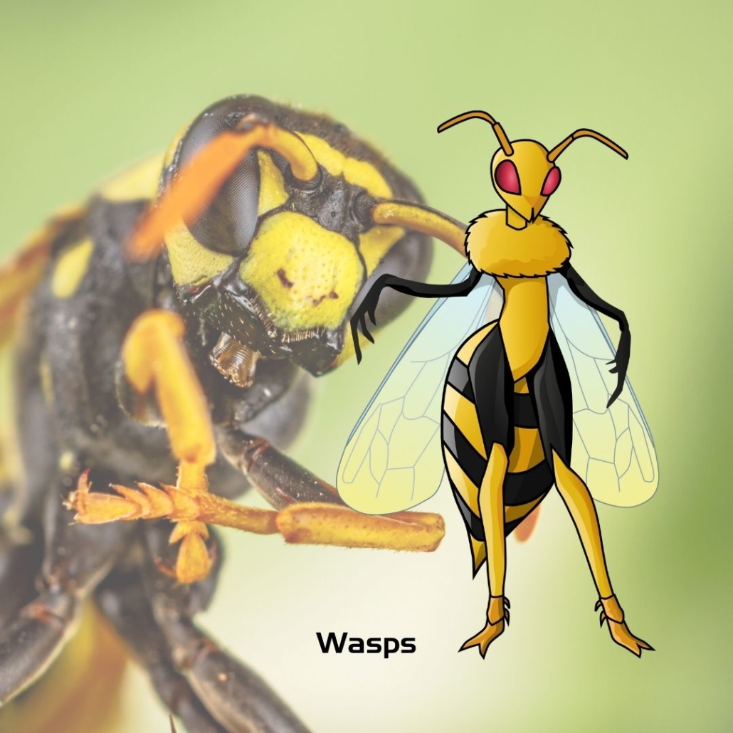 Wasp removal in arizona california and texas